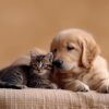 A tabby kitten and a golden retriever puppy lie next to each other on a beige blanket against a plain background. Wall art print available in A1 to A4 sizes.