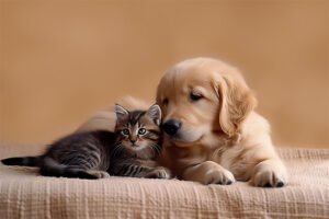 Puppy & Kitten 2