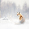 A red fox sits in a snowy field surrounded by dry grass, with a soft-focus winter landscape in the background. Snowflakes are gently falling. Wall art print available in A1 to A4 sizes.