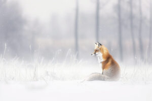 Fox 2