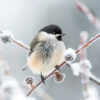 A small chickadee with black, white, and grey feathers perches on a snow-covered branch with frosty buds in a winter scene. Wall art print available in A1 to A4 sizes.