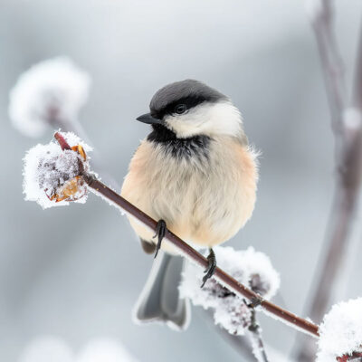 A small chickadee perched on a snow-covered branch with a soft, blurred winter background. Wall art print available in A1 to A4 sizes.