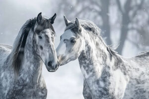 Gray Horses 2