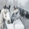 Two grey horses with white markings stand close together in a snowy landscape with visible falling snowflakes. Wall art print available in A1 to A4 sizes.