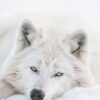 A white Arctic wolf lies in the snow, facing the camera with its head resting on the ground. Wolf print available in A1 to A4 sizes.
