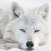 A white Arctic wolf lies on snow, facing forward with its head resting on the ground and ears perked. Wolf print available in A1 to A4 sizes.
