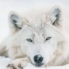 An Arctic wolf lies on snow, resting its head on its front paw and looking directly at the camera. Wolf print available in A1 to A4 sizes.