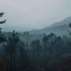 Foggy forest landscape with tall pine trees and distant mountains partially obscured by mist under a cloudy sky. Nature and landscape print available in A1 to A4 sizes.