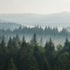 Dense forest of evergreen trees with morning mist, layered tree tops, and distant mountain ridges under a pale sky. Nature and landscape print available in A1 to A4 sizes.