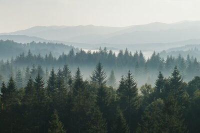 Dense forest of evergreen trees with morning mist, layered tree tops, and distant mountain ridges under a pale sky. Nature and landscape print available in A1 to A4 sizes.