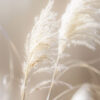 Close-up of two feathery, beige pampas grass plumes against a soft, blurred, light background. Wall art print available in A1 to A4 sizes.