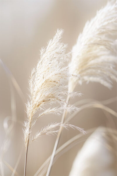 Close-up of two feathery, beige pampas grass plumes against a soft, blurred, light background. Wall art print available in A1 to A4 sizes.