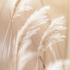 Close-up of soft, beige pampas grass plumes with a blurred background, creating a calm, natural, and airy atmosphere. Wall art print available in A1 to A4 sizes.