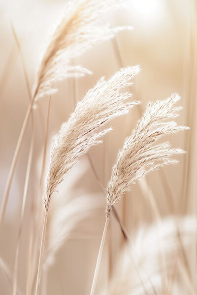 Close-up of soft, beige pampas grass plumes with a blurred background, creating a calm, natural, and airy atmosphere. Wall art print available in A1 to A4 sizes.