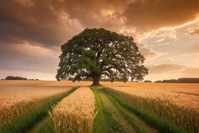 A large oak tree stands in the middle of a wheat field under a partly cloudy sky, with a green path leading toward it through the golden crops. Nature and landscape print available in A1 to A4 sizes.