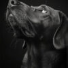 Black and white photo of a dog with short fur looking upward, highlighting the texture of its fur and the details of its face against a dark background. Dog print available in A1 to A4 sizes.
