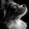A small dog with long fur is shown in profile against a dark background, looking upward with light highlighting its face and neck. Dog print available in A1 to A4 sizes.