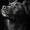 Close-up of a small dog with upright ears looking upward against a black background, with light highlighting its fur and face. Dog print available in A1 to A4 sizes.