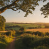 A dirt path winds through green fields and hedgerows at sunset, with a large tree in the foreground and rolling hills in the distance. Nature and landscape print available in A1 to A4 sizes.