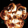 A magnolia flower with faces of various people embedded in its petals, set against a black background with the word Magnolia at the top, inspired by the 1999 film. Movie poster print available in A1 to A4 sizes.