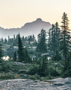 Mountain Pines 2
