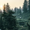 Dense evergreen forest on a hillside, with sunlight filtering through the trees and mist in the background. Nature and landscape poster print available in A1 to A4 sizes.