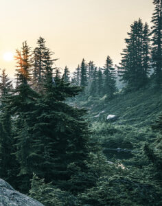 Mountain Pines 3