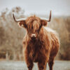 A Highland Bull with long horns and shaggy reddish-brown fur stands on grass, with blurred trees and mountains in the background. Nature and landscape poster print available in A1 to A4 sizes.