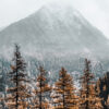 Tall pine trees with autumn foliage stand in the foreground, while a snow-dusted Mountain Peak rises majestically in the misty background. Nature and landscape poster print available in A1 to A4 sizes.