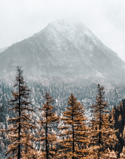Tall pine trees with autumn foliage stand in the foreground, while a snow-dusted Mountain Peak rises majestically in the misty background. Nature and landscape poster print available in A1 to A4 sizes.