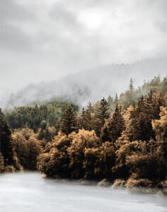Forest River