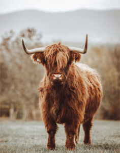 Highland Bull 4