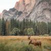 Two deer graze in a grassy meadow with tall pine trees and a large rocky mountain in the background of this serene National Park. Nature and landscape poster print available in A1 to A4 sizes.