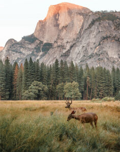 National Park Reindeer