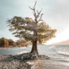 A solitary tree with exposed roots stands at the edge of a rocky shoreline, with gentle waves and distant mountains in the background. Nature and landscape poster print available in A1 to A4 sizes.