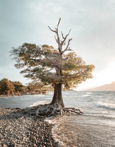 A solitary tree with exposed roots stands at the edge of a rocky shoreline, with gentle waves and distant mountains in the background. Nature and landscape poster print available in A1 to A4 sizes.