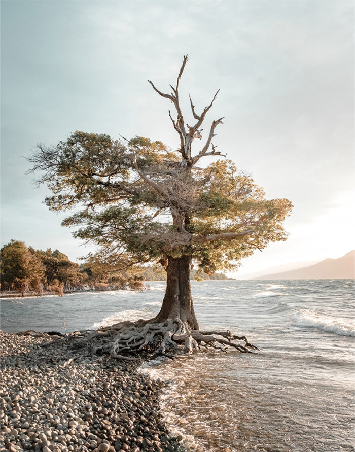 product-image-11-14 A solitary tree with exposed roots stands at the edge of a rocky shoreline, with gentle waves and distant mountains in the background. Nature and landscape poster print available in A1 to A4 sizes.