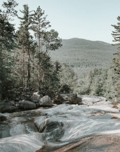 Forest Stone