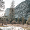 A tall pine tree stands in a meadow with patches of snow, surrounded by other trees and backed by a steep rocky forest cliff. Nature and landscape poster print available in A1 to A4 sizes.