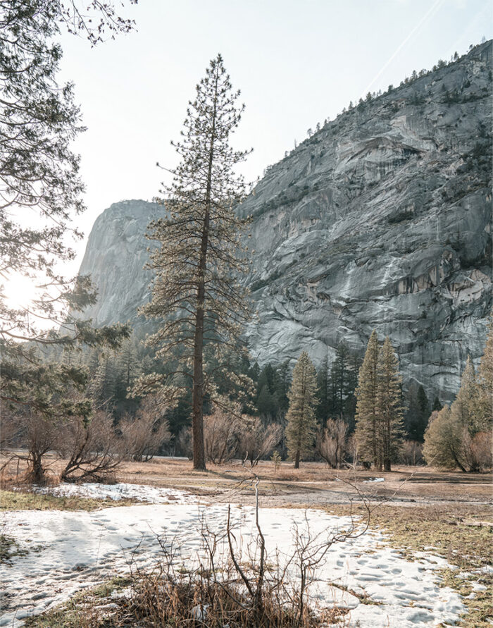 product-image-11-14 A tall pine tree stands in a meadow with patches of snow, surrounded by other trees and backed by a steep rocky forest cliff. Nature and landscape poster print available in A1 to A4 sizes.