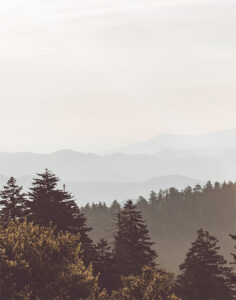 Forest Hillscape