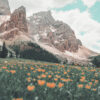 Mountain flowers blanket a grassy field with vibrant orange wildflowers, set against tall rocky mountains and snowy patches beneath a partly cloudy sky. Nature and landscape poster print available in A1 to A4 sizes.