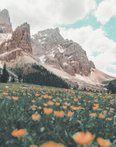 Mountain Flowers