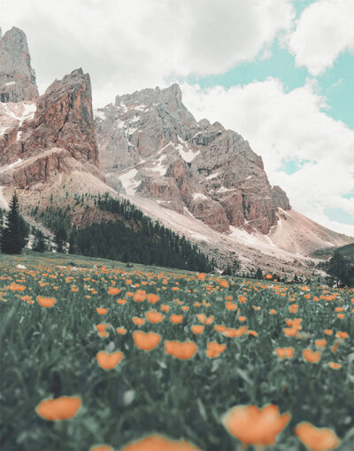 Mountain flowers blanket a grassy field with vibrant orange wildflowers, set against tall rocky mountains and snowy patches beneath a partly cloudy sky. Nature and landscape poster print available in A1 to A4 sizes.