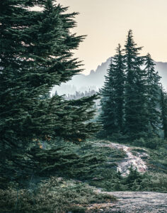 Mountain Pines