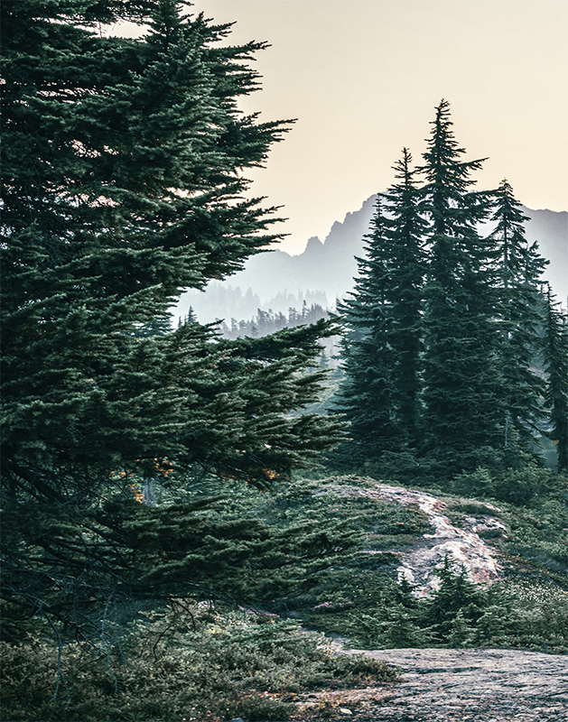 Dense evergreen trees and shrubs cover rocky terrain, with misty mountains and a pale sky in the background. Nature and landscape poster print available in A1 to A4 sizes.